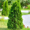 Leyland Cypress