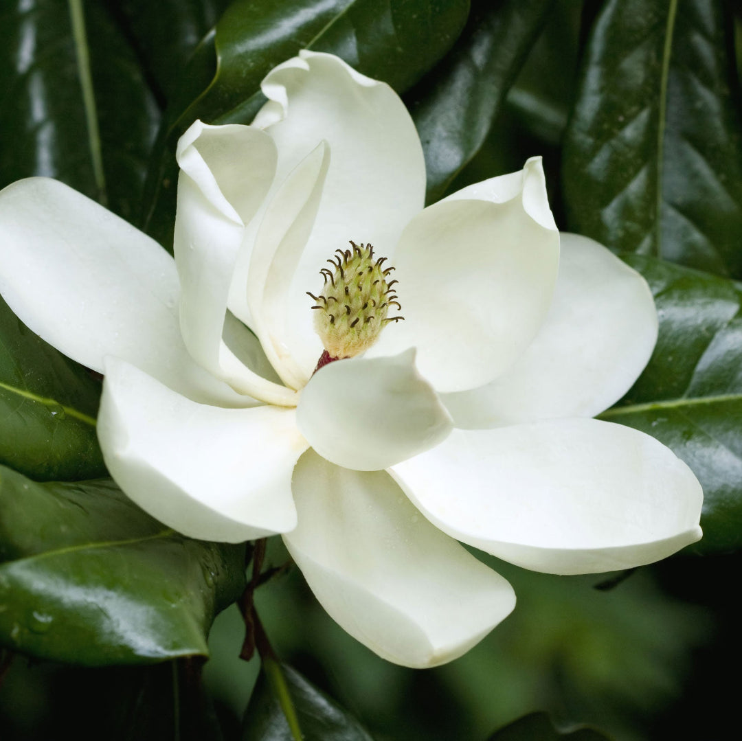 Magnolia Brittany Tree Huge White Flowers