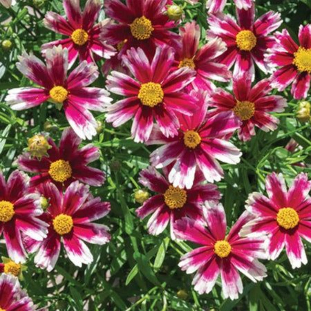 Coreopsis Li&