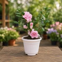 Pink Blooming Azalea – Evergreen Flowering Shrub