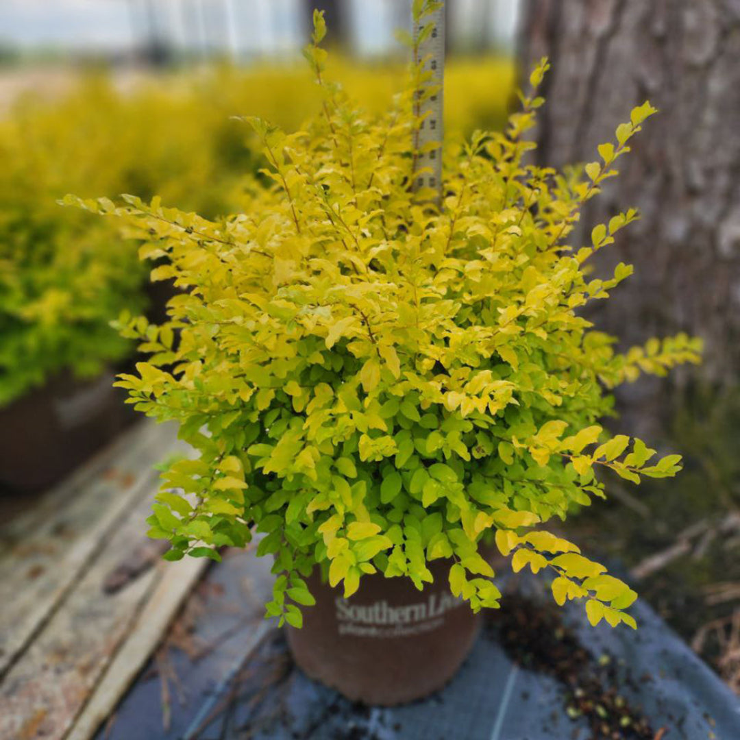Sunshine Ligustrum