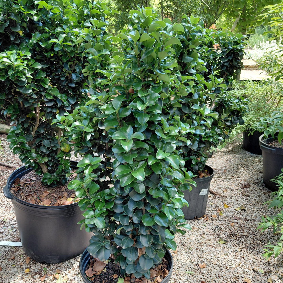 Ligustrum Coriaceum