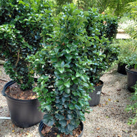 Ligustrum Coriaceum