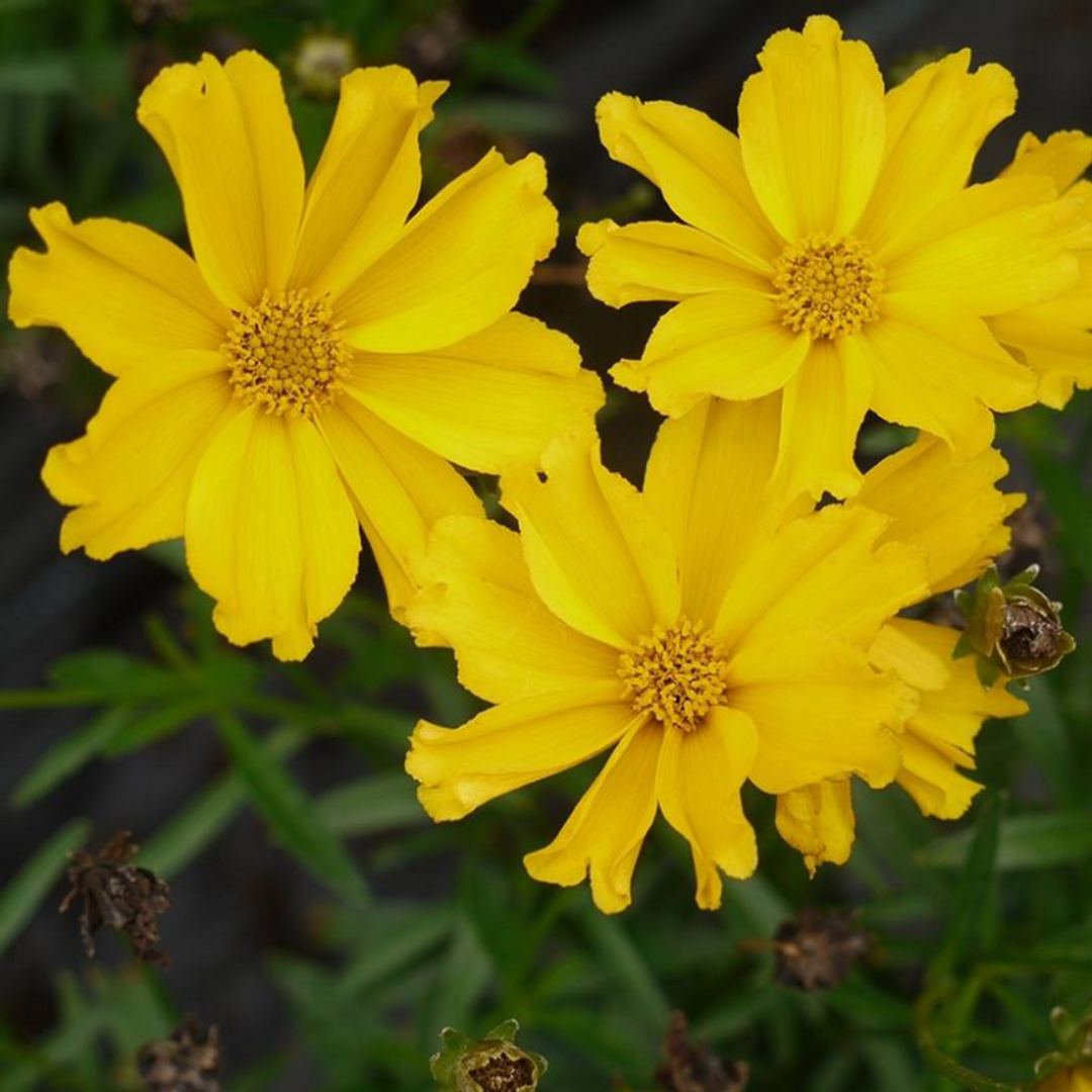 Coreopsis Li&