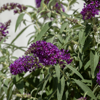 Li'l Grape  Butterfly Bush