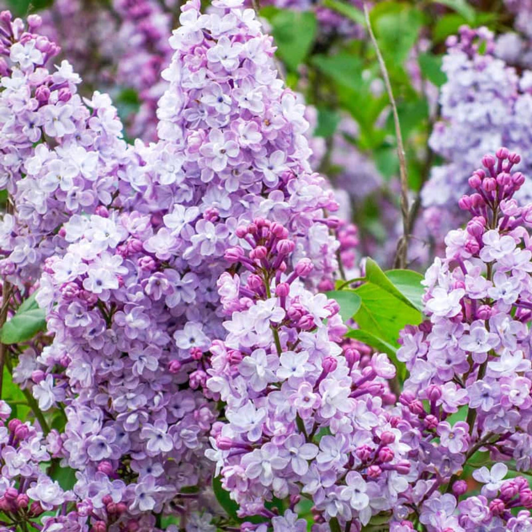 Katherine Havemeyer French Lilac