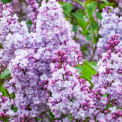 Katherine Havemeyer French Lilac