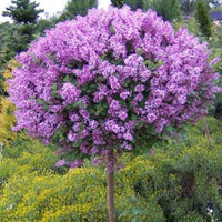 Bloomerang Lilac 'Dark Purple'