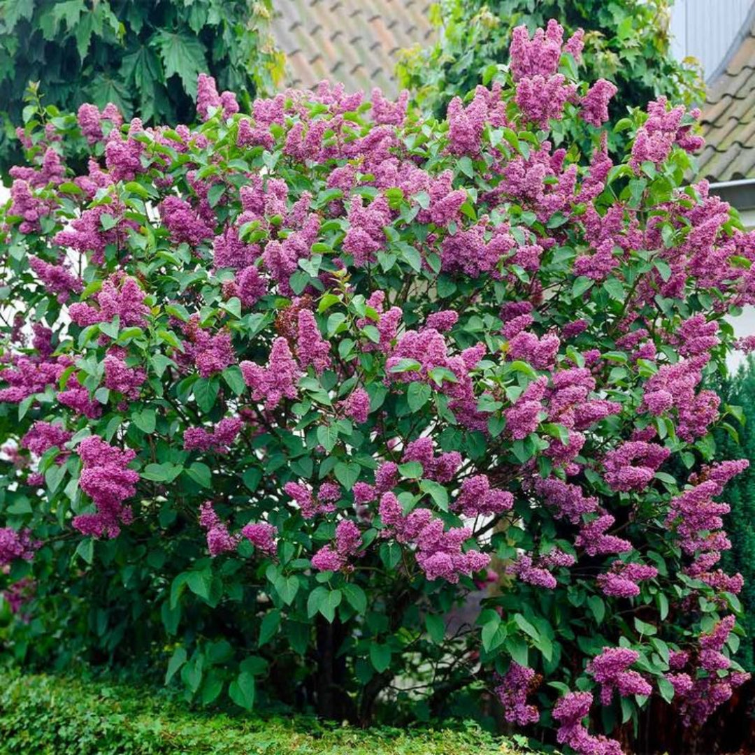 Sensation Bi-Color French Lilac – Syringa Vulgaris