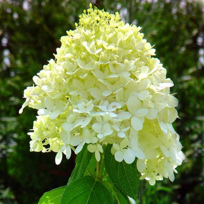 Dwarf Limelight Hydrangea Bush with Rounded Lime Blooms