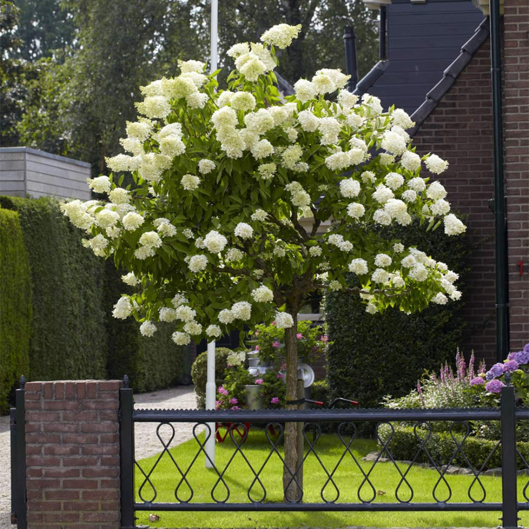 Dwarf Limelight Hydrangea Plant for Containers and Borders