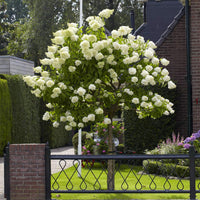 Dwarf Limelight Hydrangea Bush with Rounded Lime Blooms