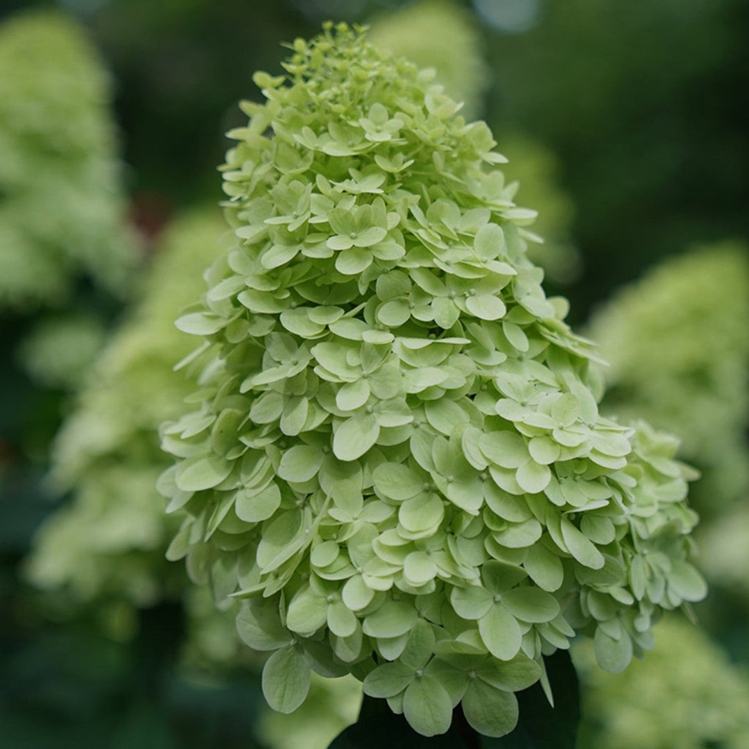 Limelight Prime Hydrangea