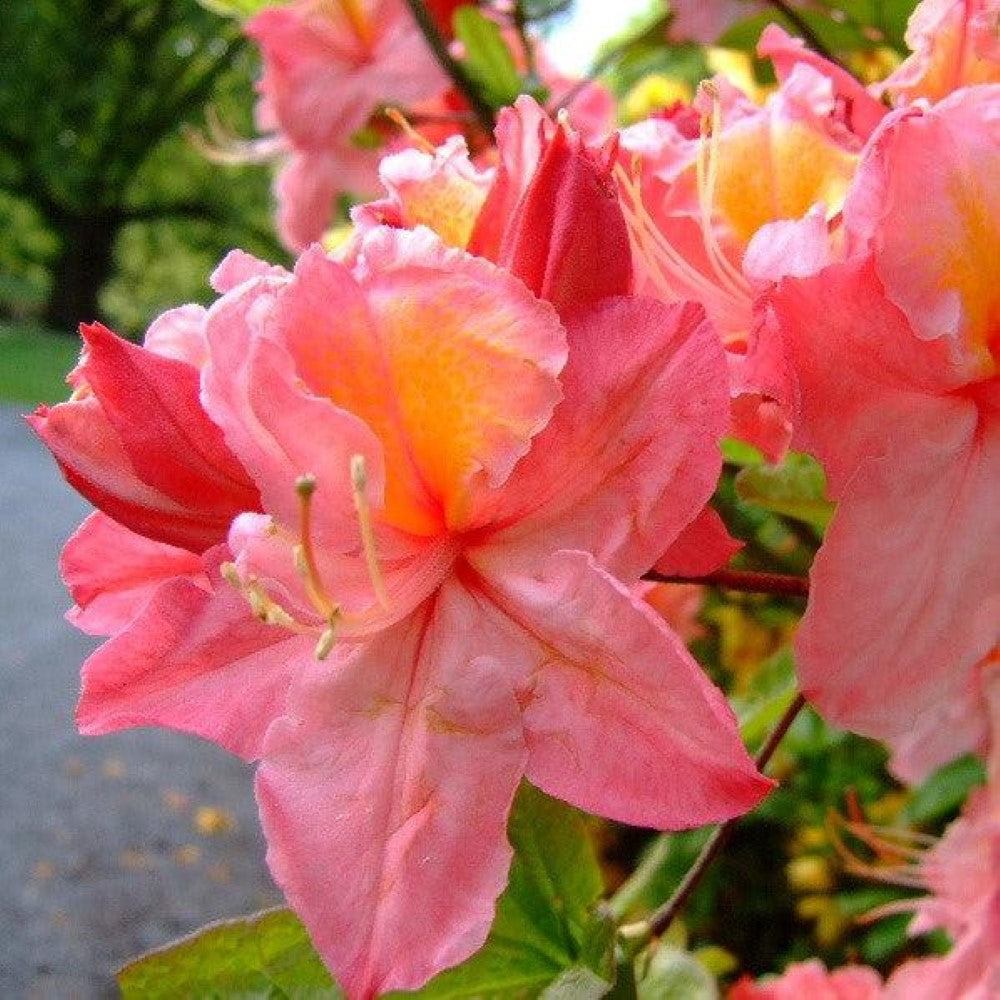 Linda Guy Pink Aromi Azalea