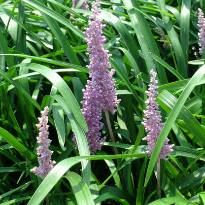 Liriope Muscari &