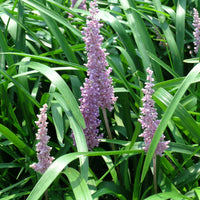 Liriope Christmas Tree Lilyturf with purple blooms