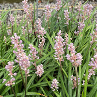 Liriope Isabella dwarf Lilyturf perennial plant