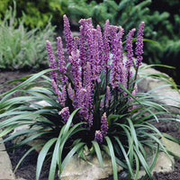 Liriope Purple Explosion hardy perennial plant