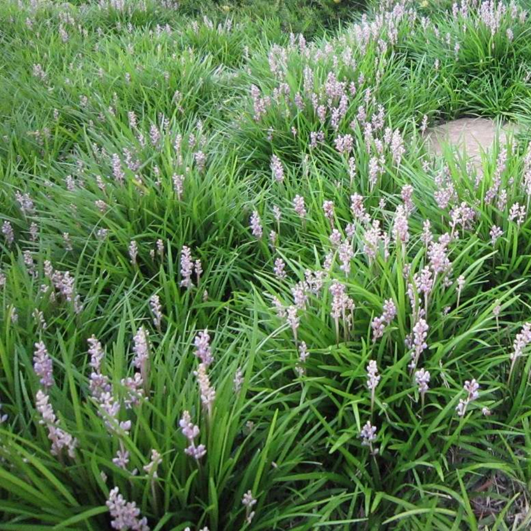 Liriope Muscari Samantha Lily Turf - [CG]