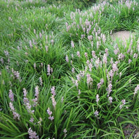 Liriope muscari Isabella dwarf hardy perennial