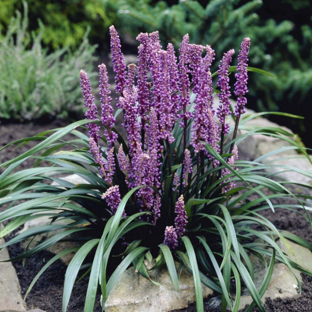Liriope Muscari &