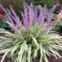 Liriope Muscari 'Gold Band' Gold Band Lily