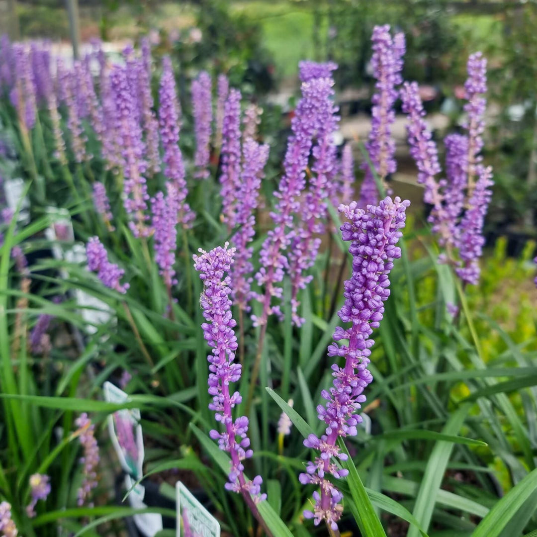Liriope Muscari &