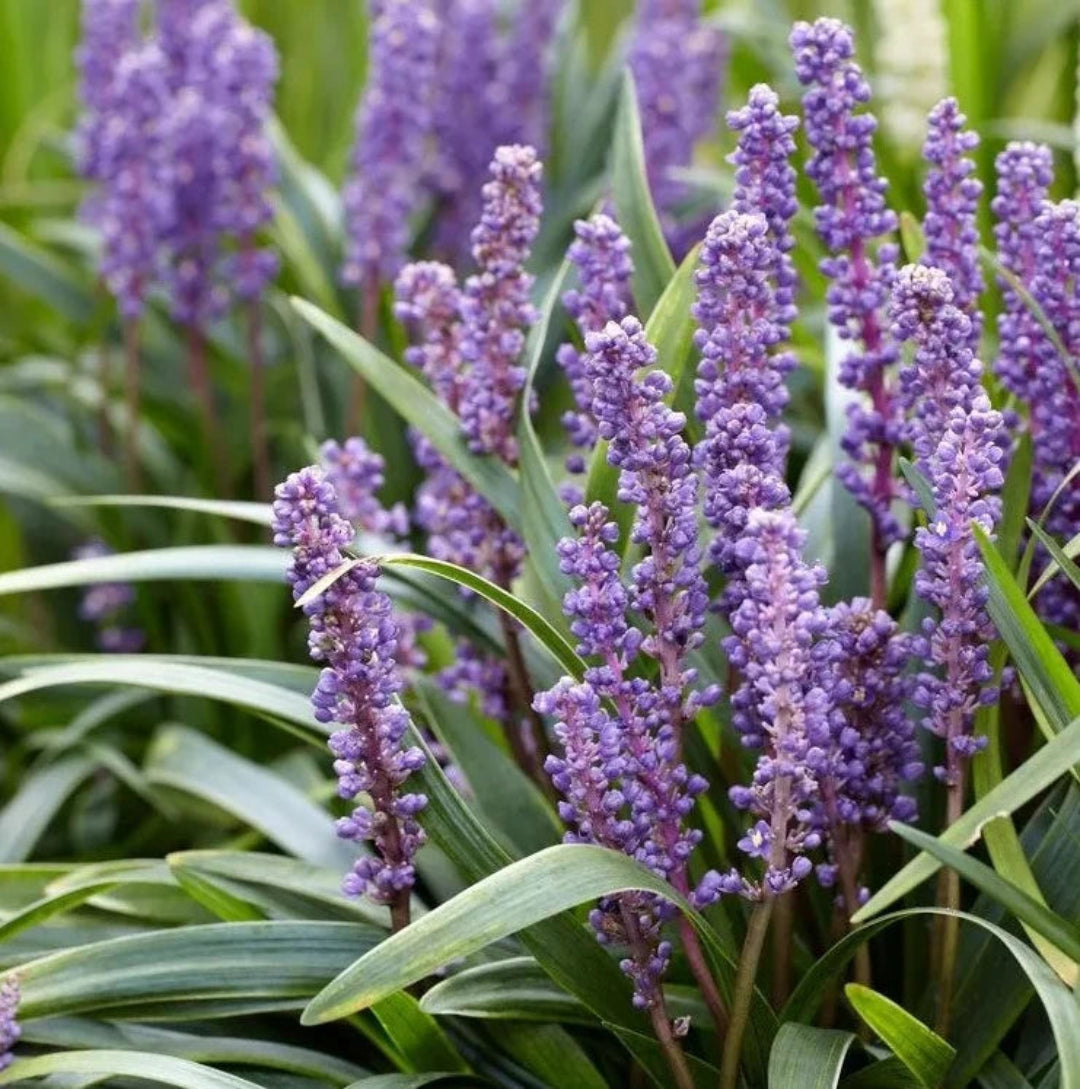 Liriope muscari &
