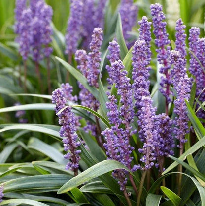 Liriope muscari &