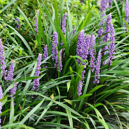 Liriope Muscari &