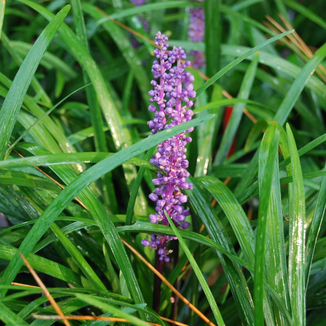Liriope Muscari &