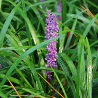 Liriope Muscari 'Majestic' Lily