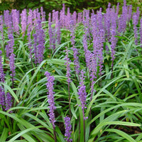 Royal Purple Lily Turf foliage view