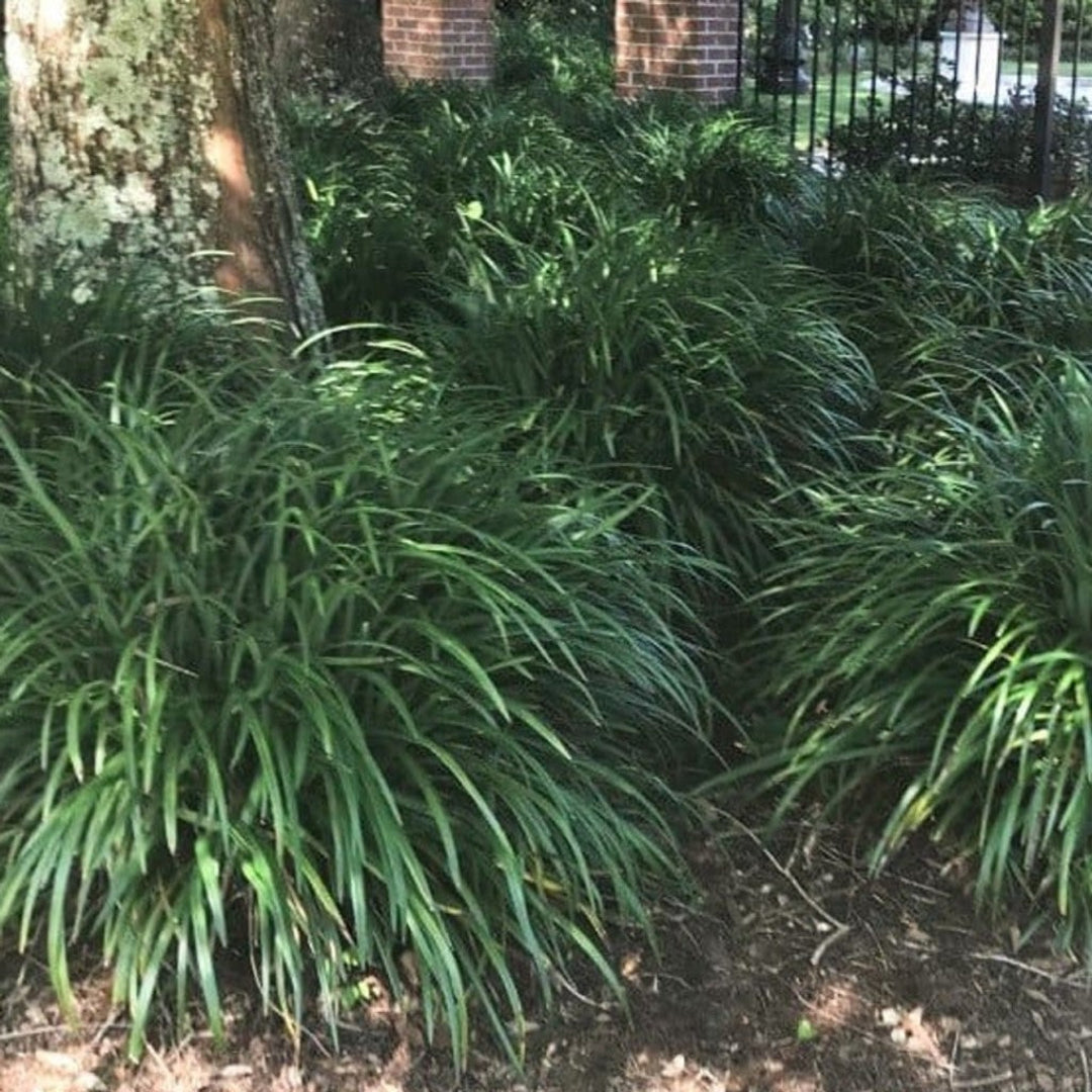 Liriope muscari &