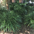 Liriope muscari &