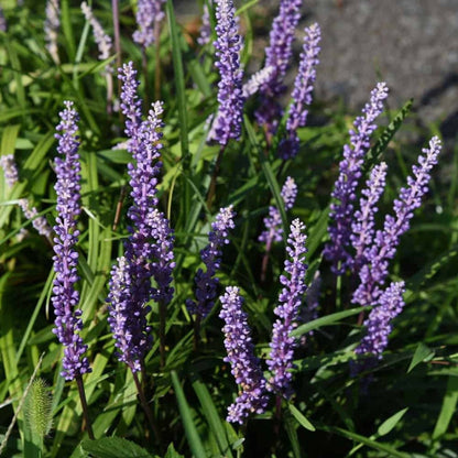 Liriope muscari &