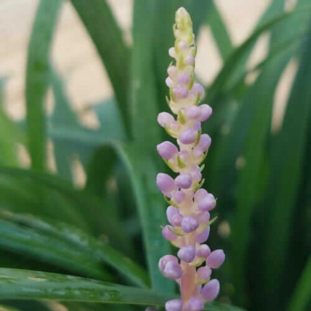 Liriope muscari &
