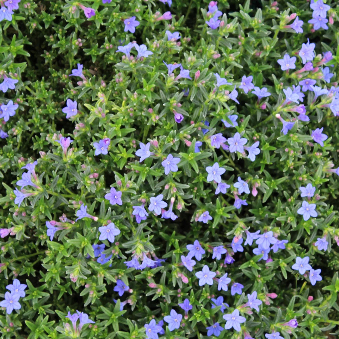 Lithodora Diffusa Grace Ward