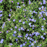 Lithodora Diffusa Grace Ward