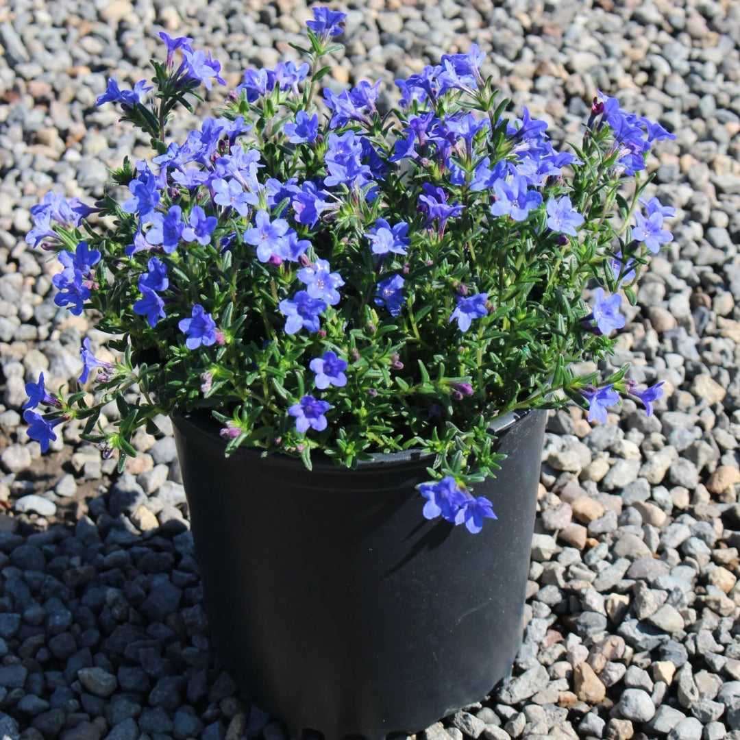 Lithodora Diffusa Grace Ward