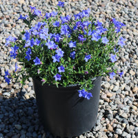 Lithodora Diffusa Grace Ward