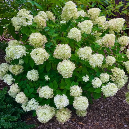 Dwarf Limelight Hydrangea