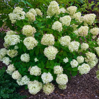 Large Limelight Hydrangea Shrub for Summer Landscapes