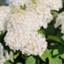 Little Hottie Panicle Hydrangea