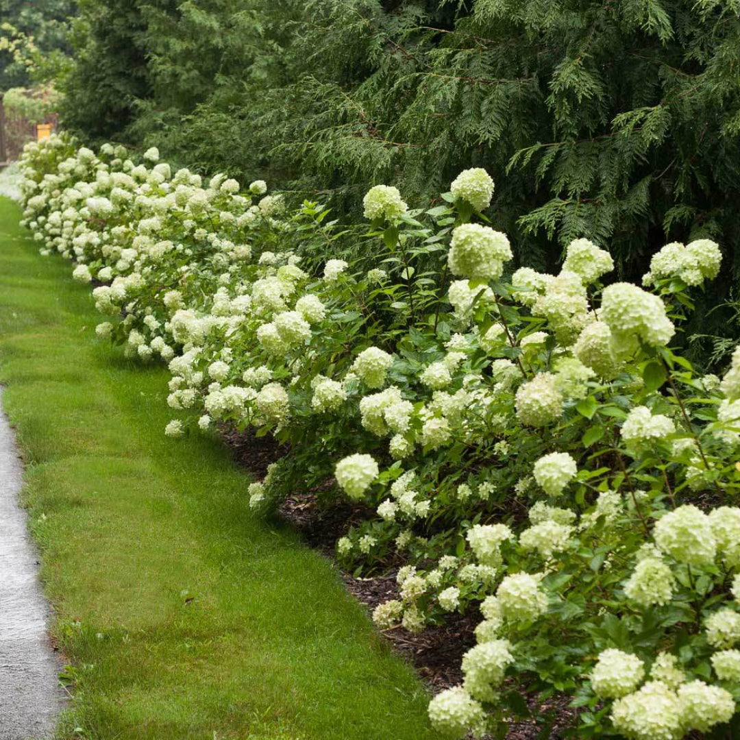 Little Lime Hydrangea with Compact Lime-Green Blooms