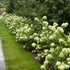 Little Lime Hydrangea with Compact Lime-Green Blooms