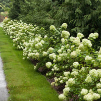 Compact Little Lime Hydrangea for Containers and Borders