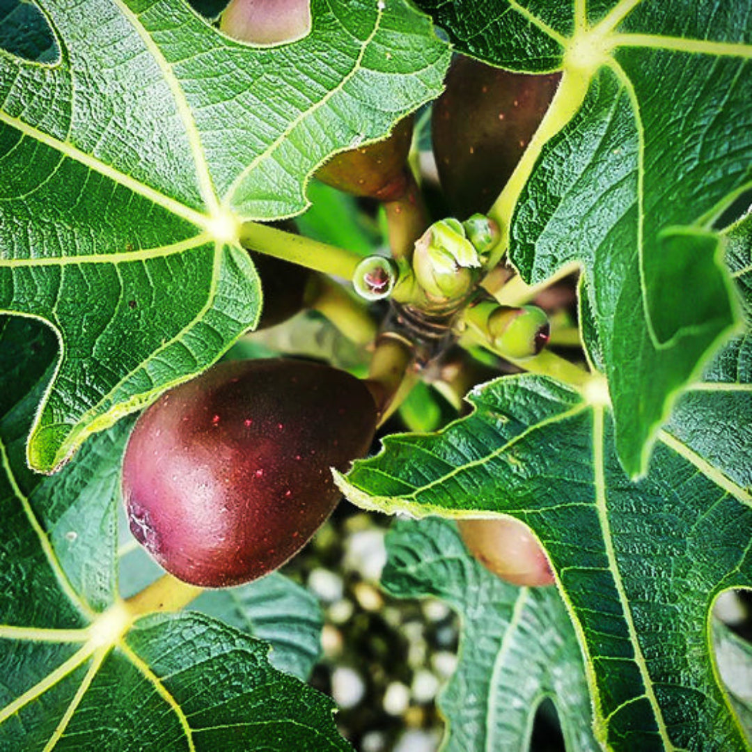 Compact Dwarf Fig Tree Little Miss Figgy with vibrant foliage and sweet figs