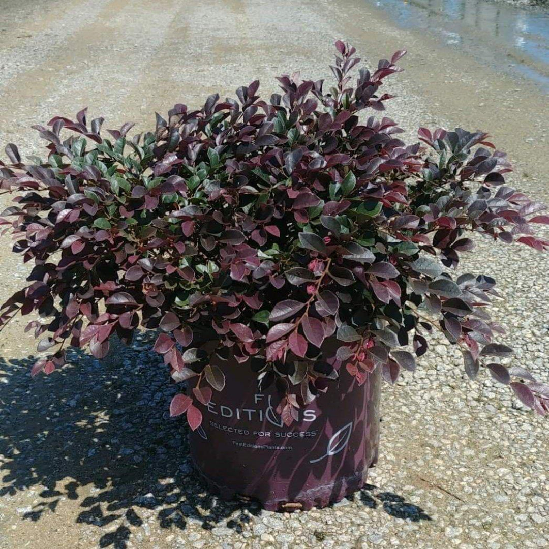 Dwarf Loropetalum Chinense groundcover shrub