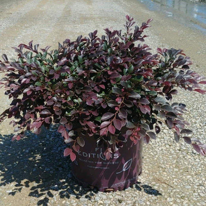 Dwarf Loropetalum Chinense groundcover shrub